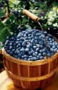 blueberries2.jpg