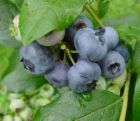 blueberries3.jpg